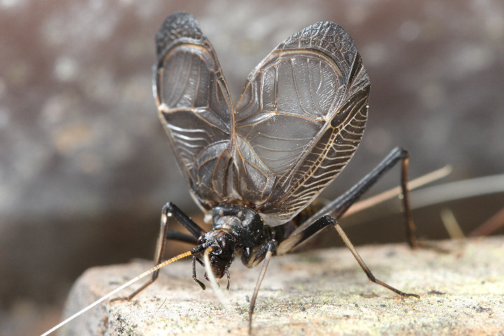 f:id:fuchssama:20160522202137j:plain