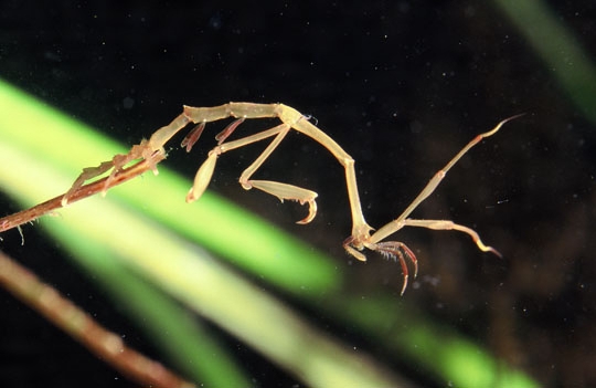 f:id:fuchssama:20160522202209j:plain