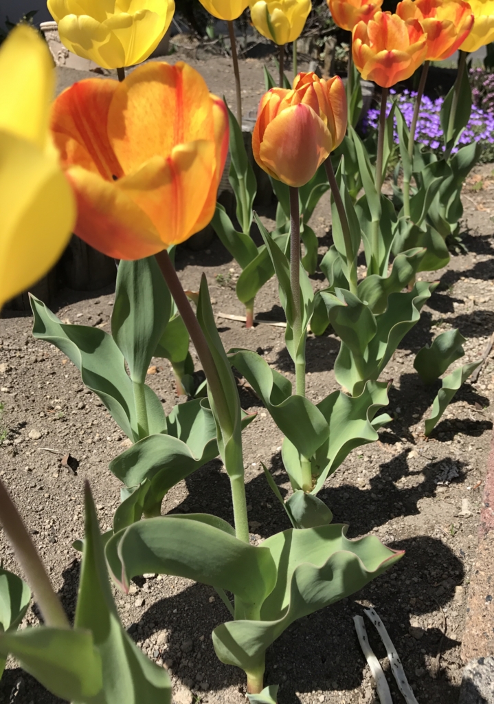 f:id:fuchssama:20170510111733j:plain