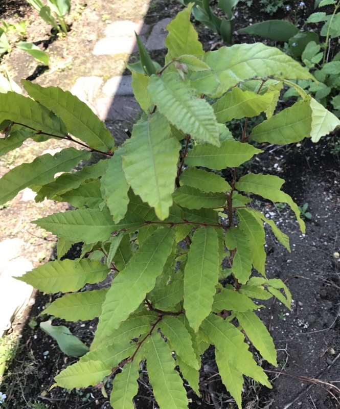 f:id:fuchssama:20170609151445j:plain