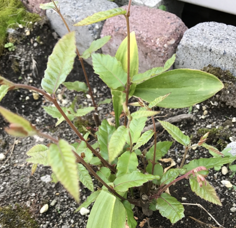 f:id:fuchssama:20170609151456j:plain