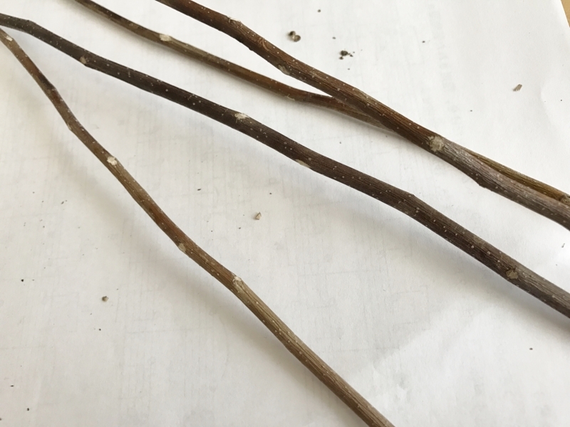 f:id:fuchssama:20170609151735j:plain