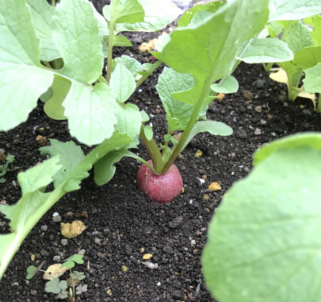 f:id:fuchssama:20170723121252j:plain