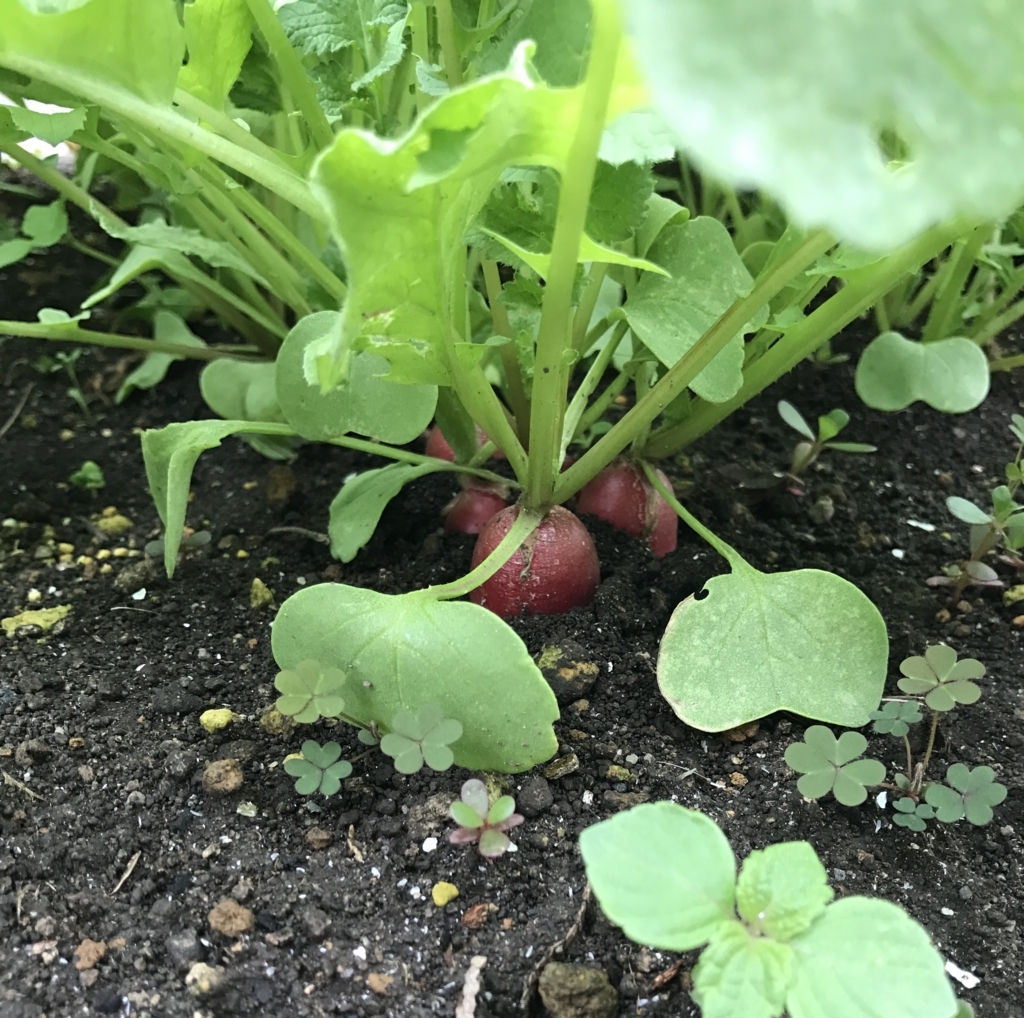 f:id:fuchssama:20170723121524j:plain