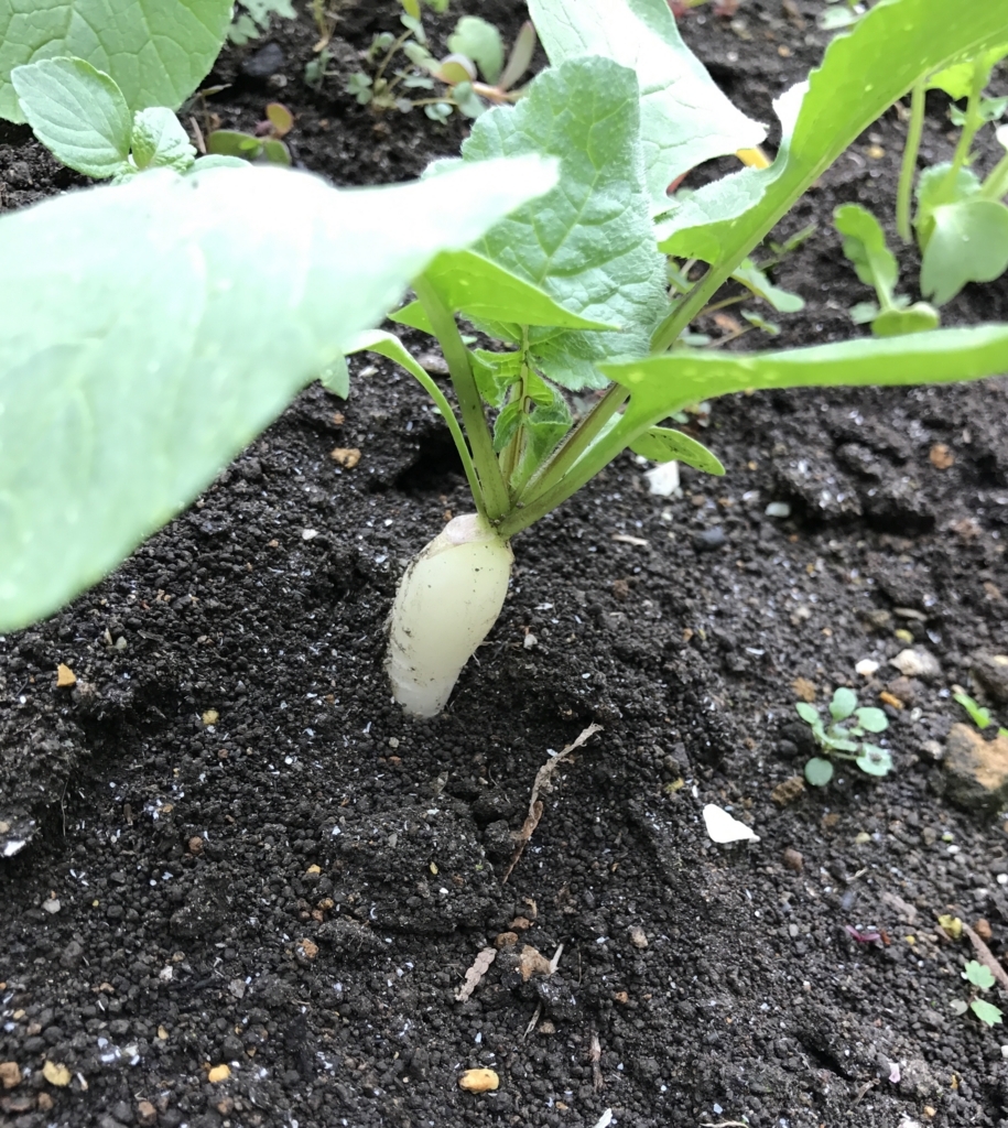 f:id:fuchssama:20170723122016j:plain