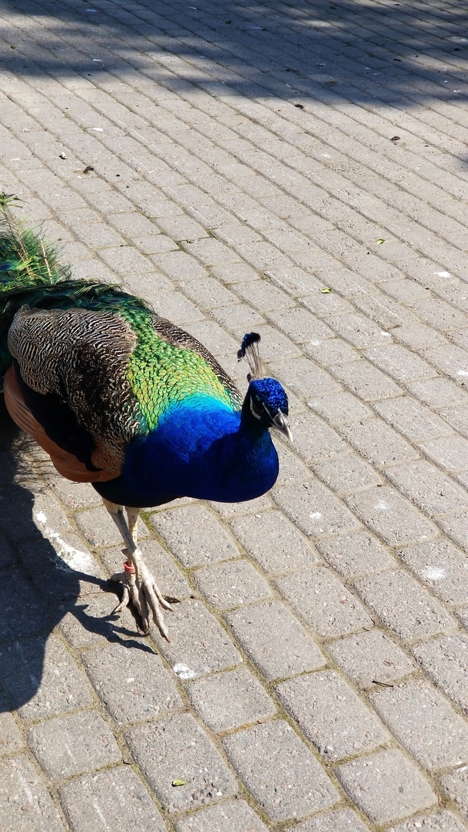 f:id:fuckingmacaron:20190609035546j:plain f:id:fuckingmacaron:20190609035546j:plain