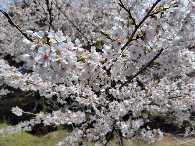 f:id:fudoan_hekiganroku:20250331050729j:image