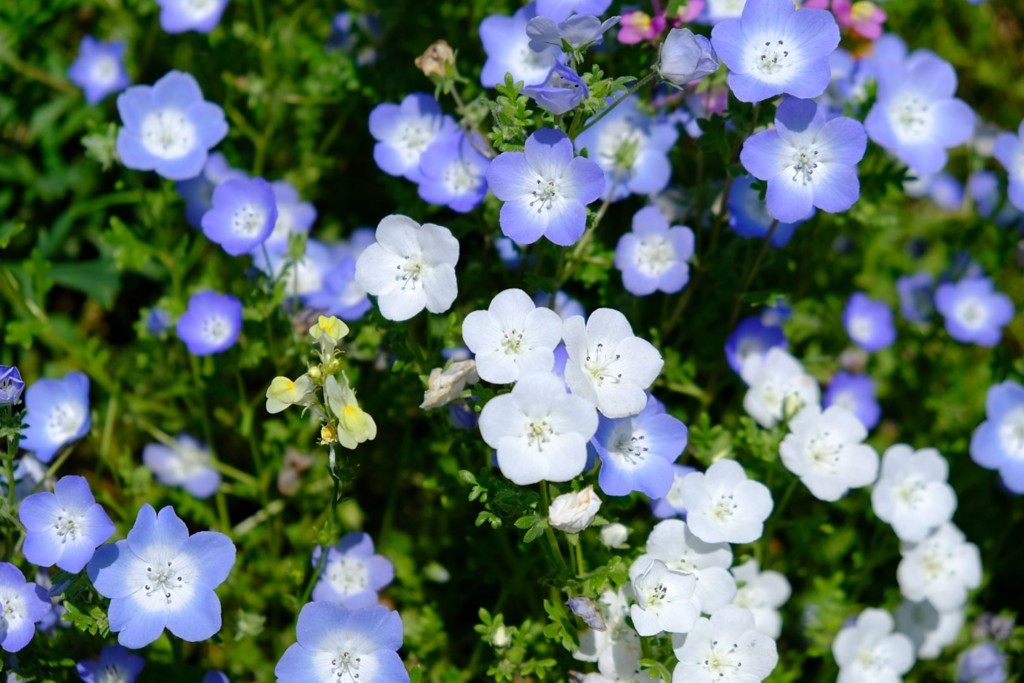 f:id:fudsuki:20180505145219j:plain