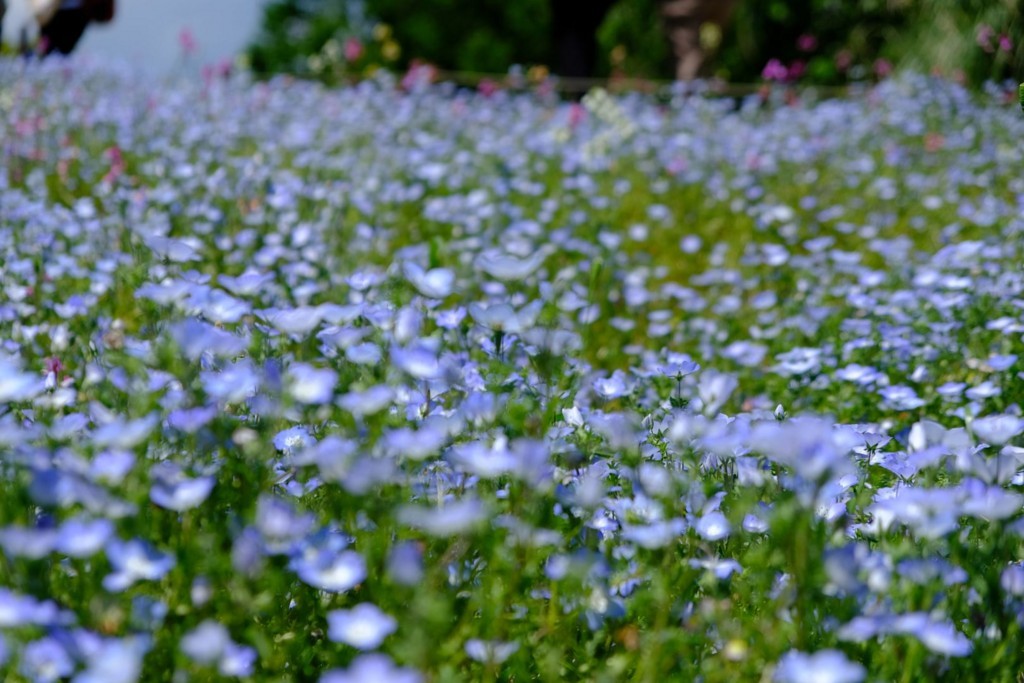 f:id:fudsuki:20180505145523j:plain