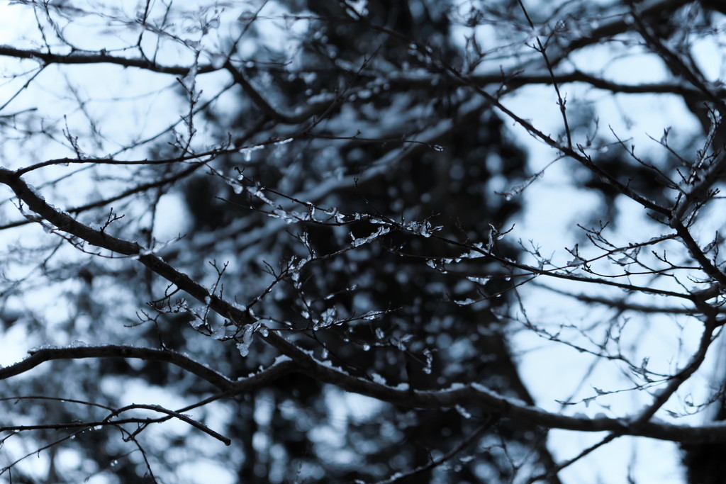 f:id:fudsuki:20190203153640j:plain