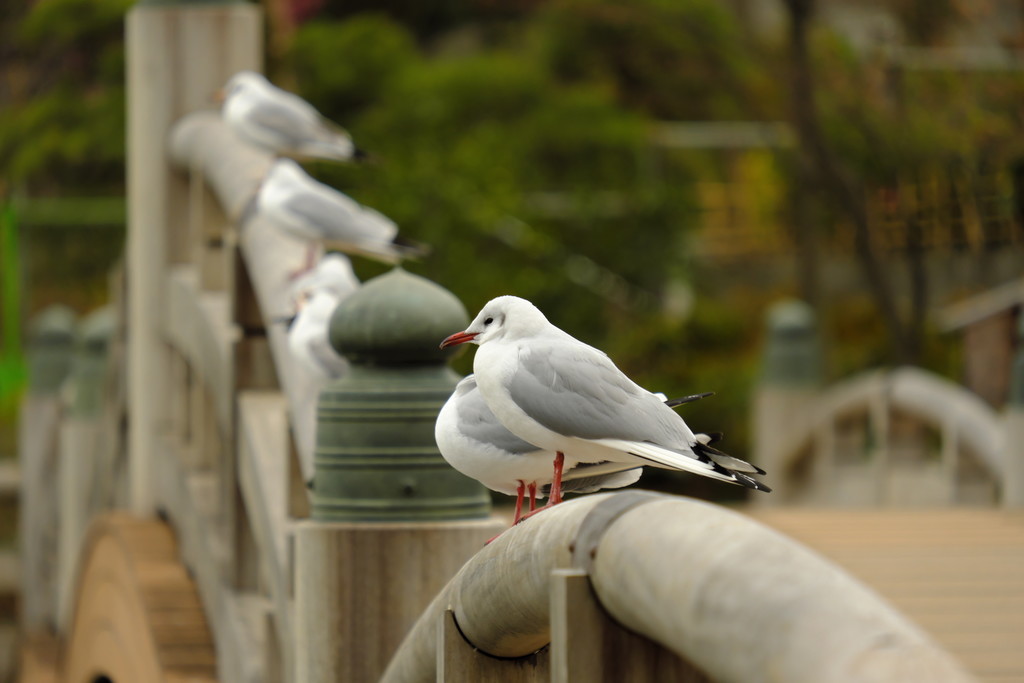 f:id:fudsuki:20190217172936j:plain