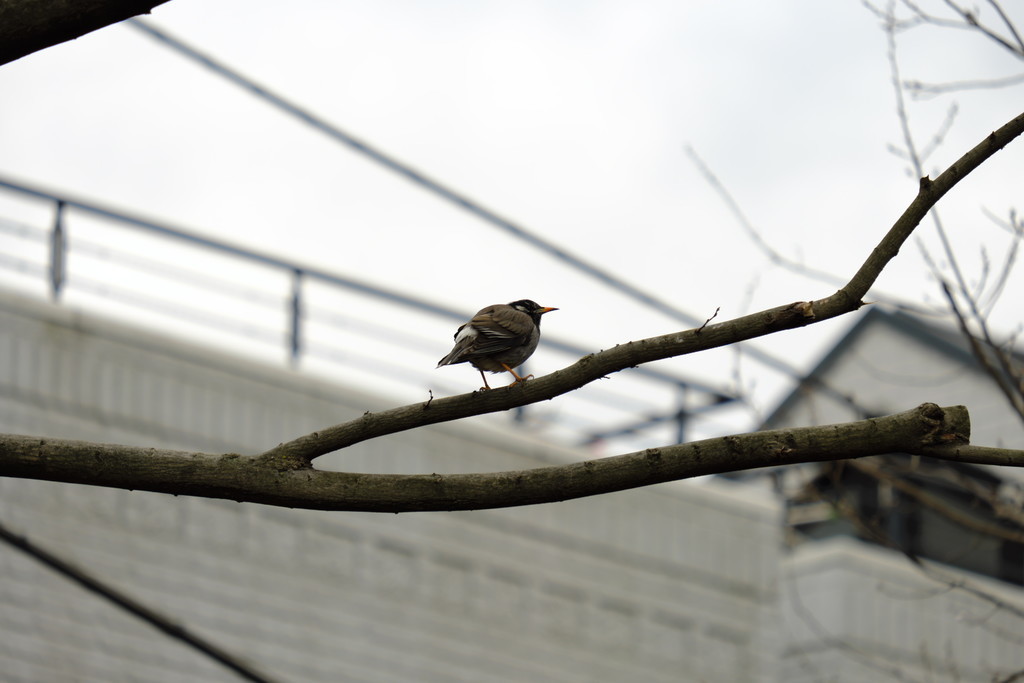 f:id:fudsuki:20190217174314j:plain