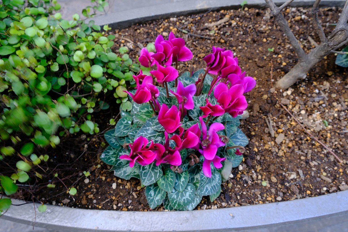 f:id:fudsuki:20190324200933j:plain f:id:fudsuki:20190324200933j:plain