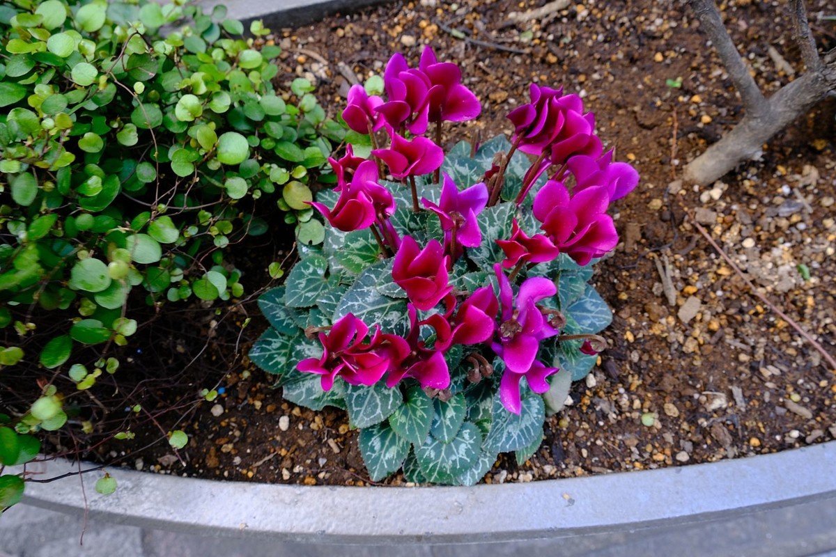 f:id:fudsuki:20190324201105j:plain f:id:fudsuki:20190324201105j:plain