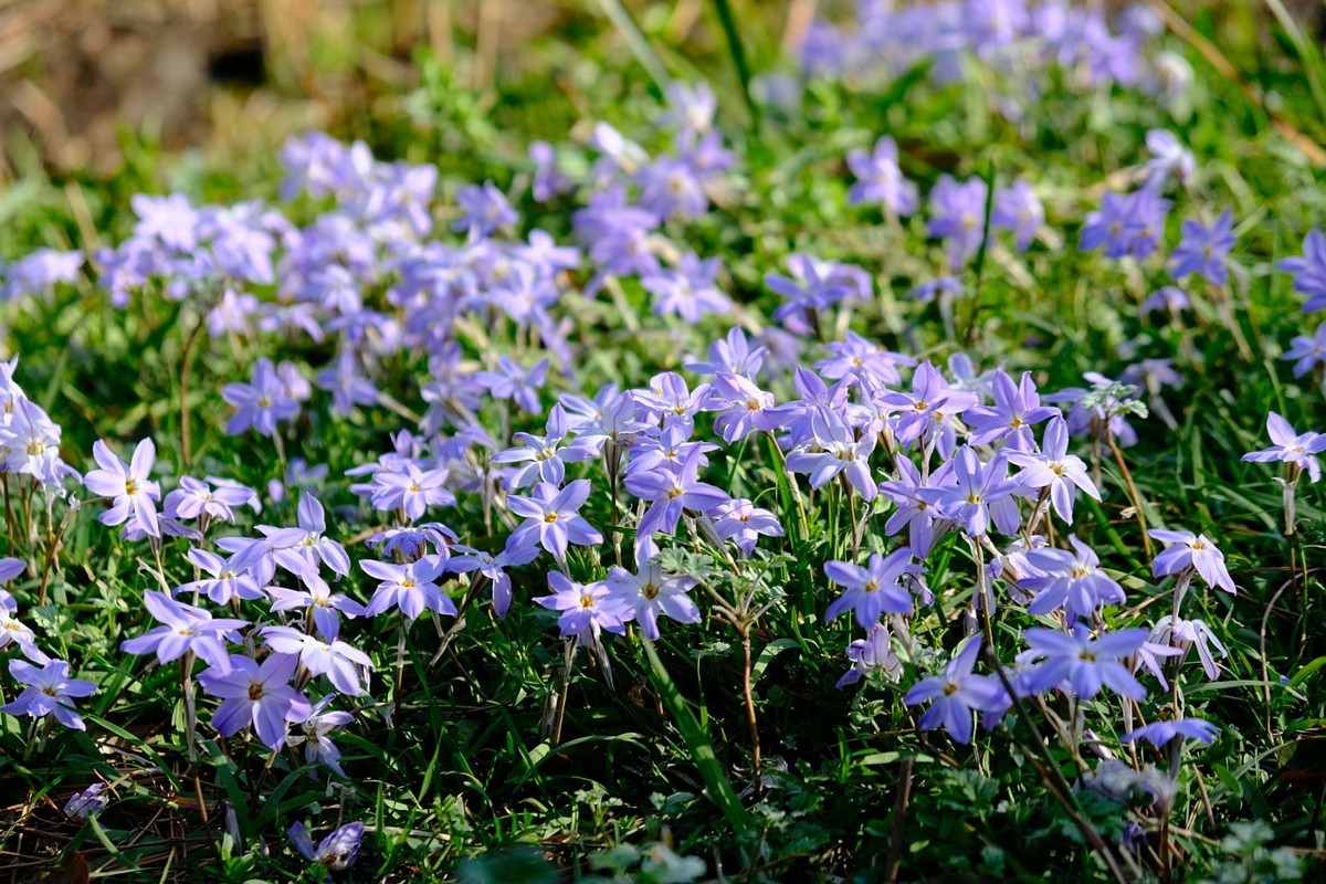 f:id:fudsuki:20190324214834j:plain f:id:fudsuki:20190324214834j:plain