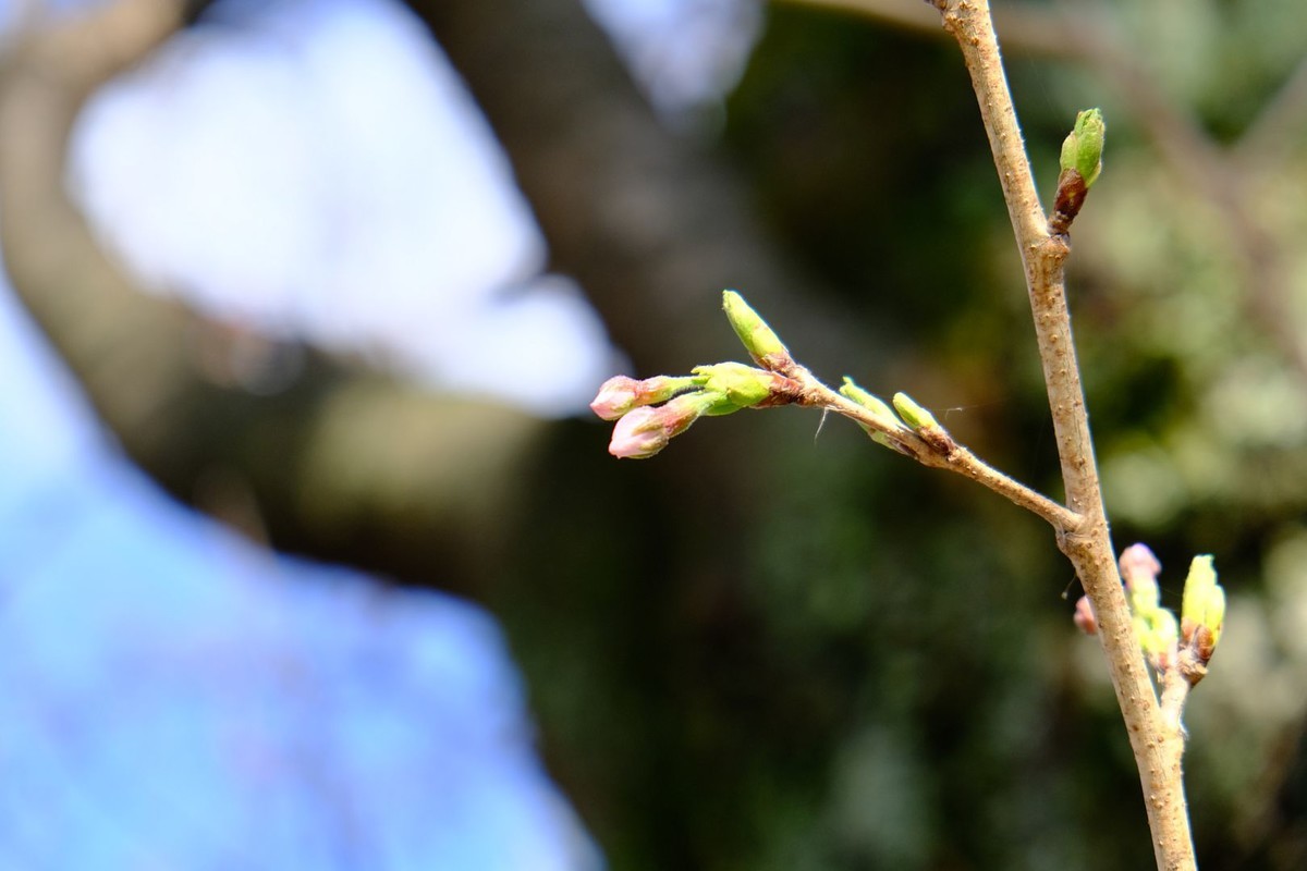 f:id:fudsuki:20190324215110j:plain f:id:fudsuki:20190324215110j:plain