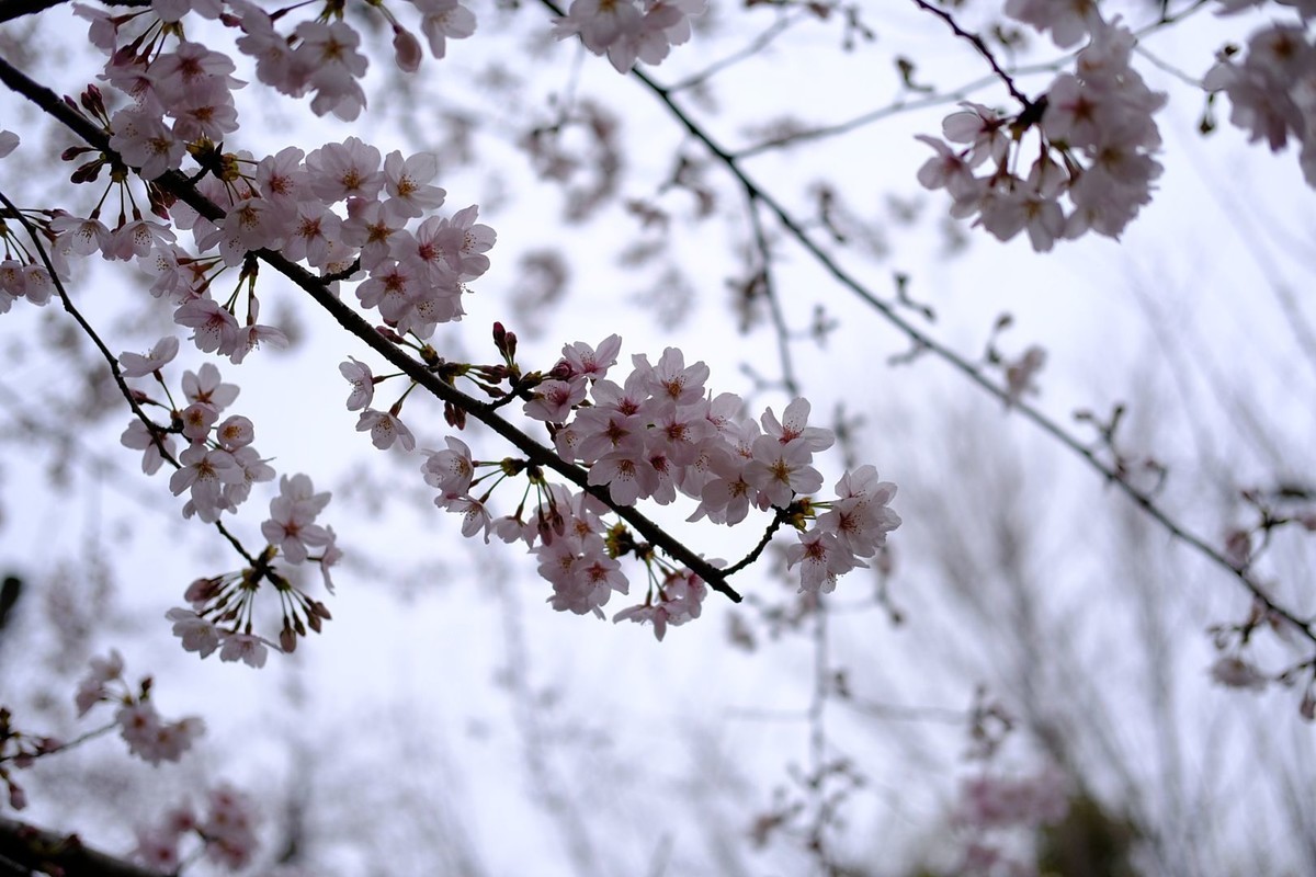 f:id:fudsuki:20190330163350j:plain