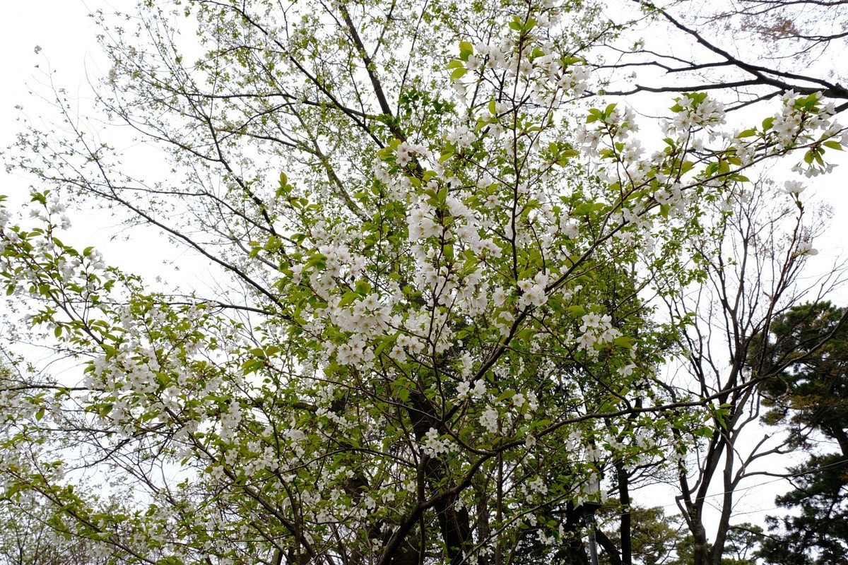 f:id:fudsuki:20190330164957j:plain