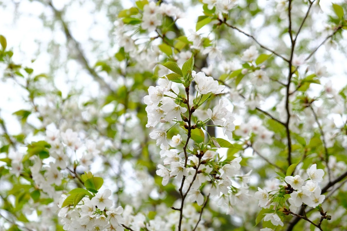 f:id:fudsuki:20190330165158j:plain