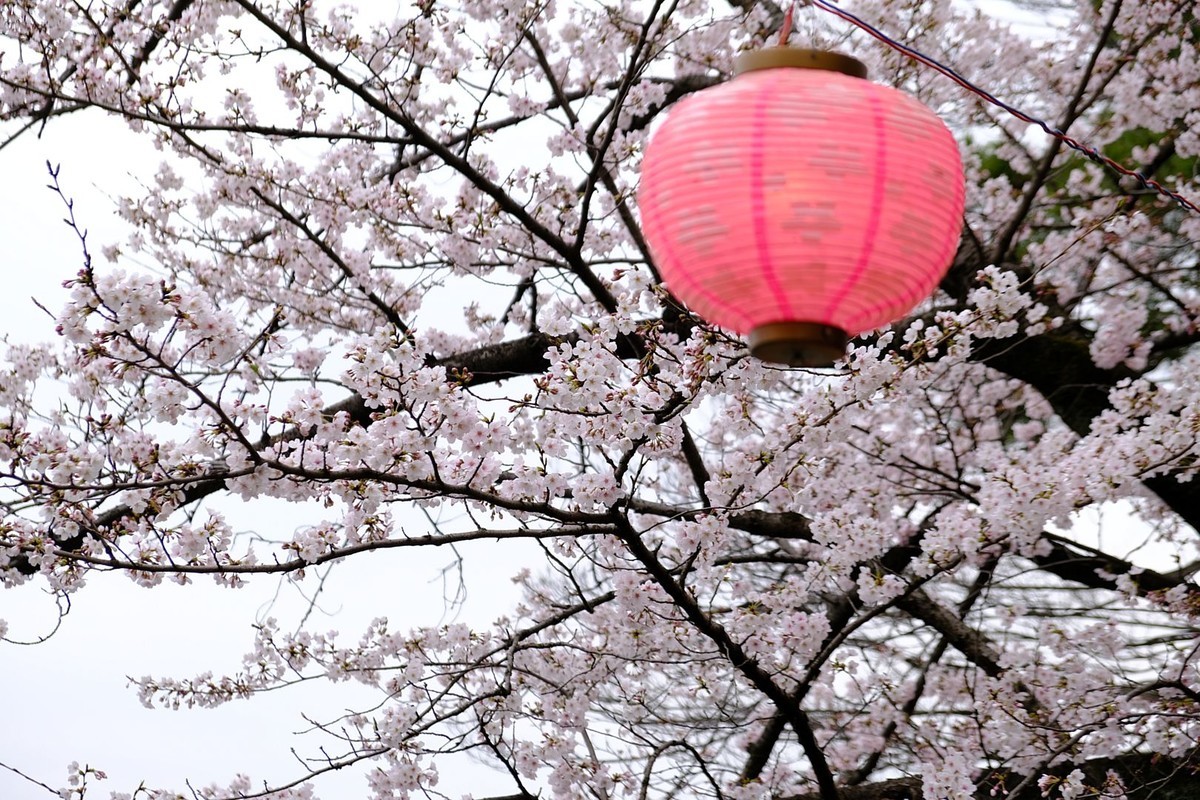 洗足池公園の桜 - 透明な七月