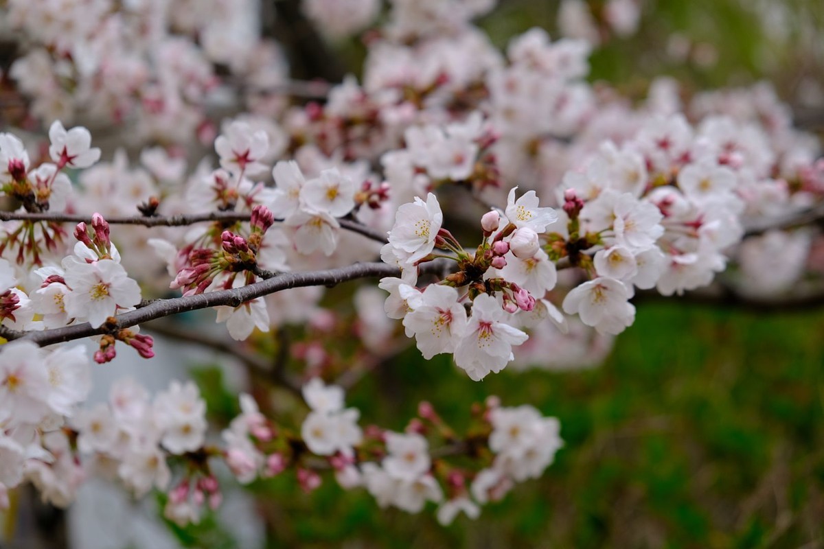 f:id:fudsuki:20190330173649j:plain