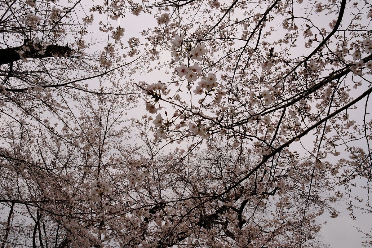 f:id:fudsuki:20190330180045j:plain