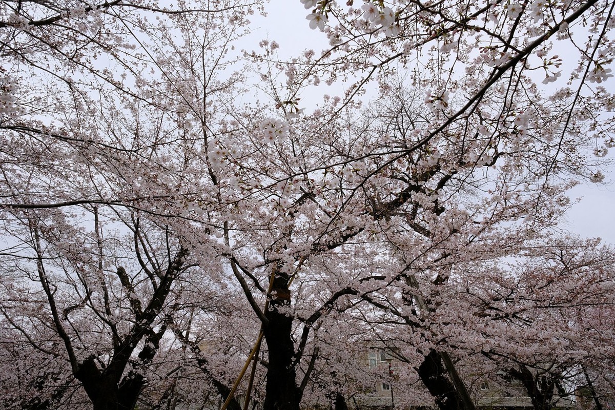 f:id:fudsuki:20190330180659j:plain