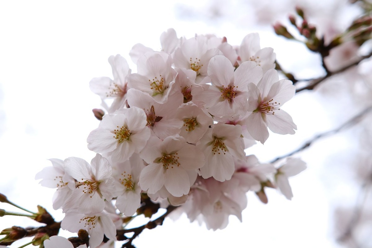 f:id:fudsuki:20190330181321j:plain