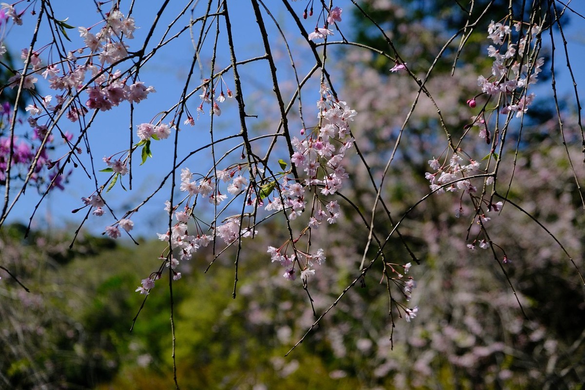 f:id:fudsuki:20190414172609j:plain f:id:fudsuki:20190414172609j:plain