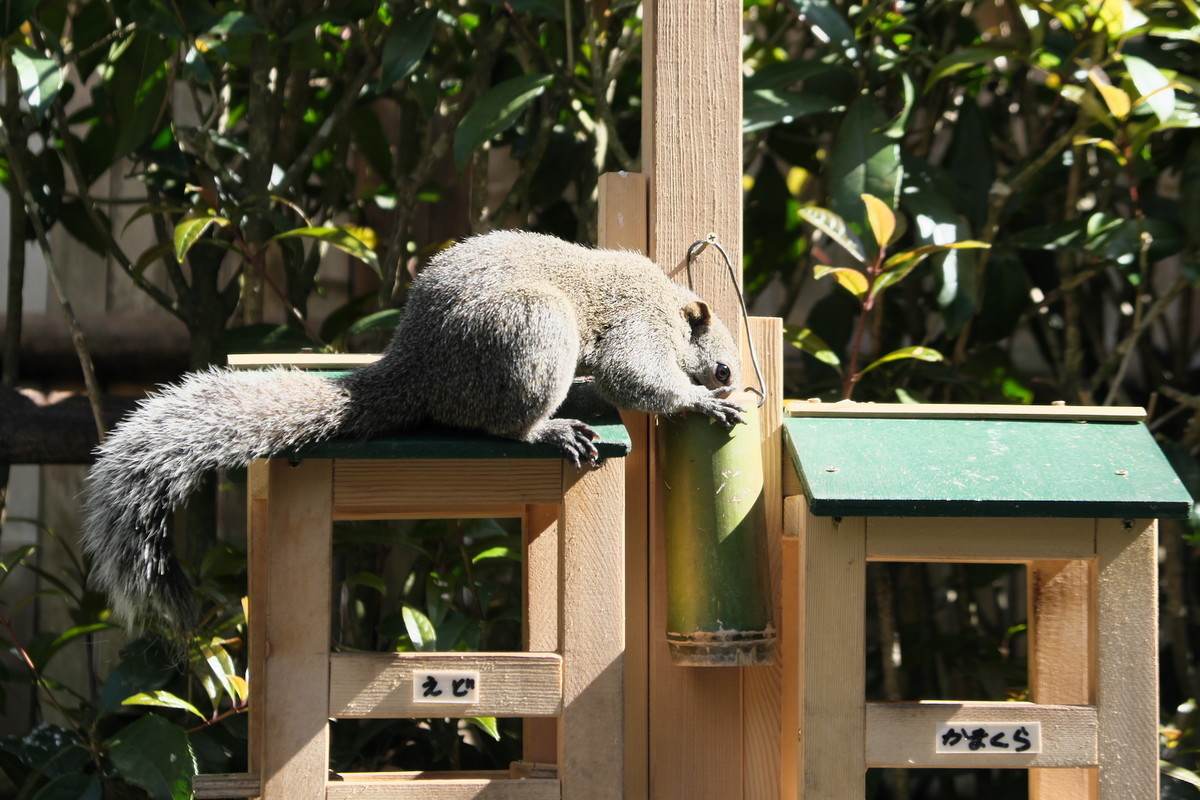 f:id:fudsuki:20190414174645j:plain f:id:fudsuki:20190414174645j:plain