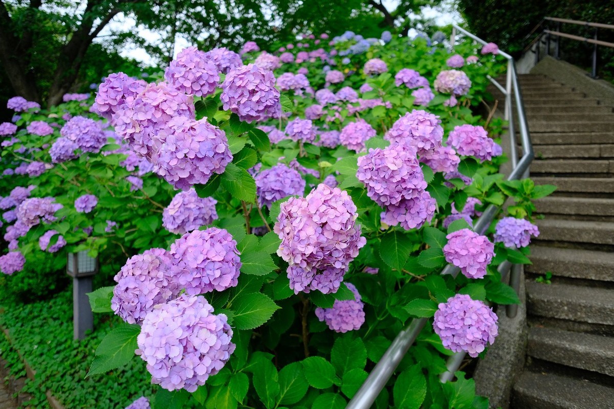 f:id:fudsuki:20190623172639j:plain
