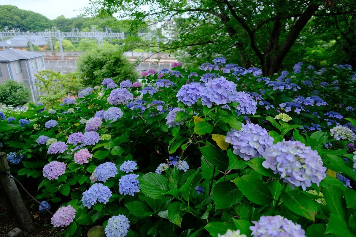f:id:fudsuki:20190623173145j:plain