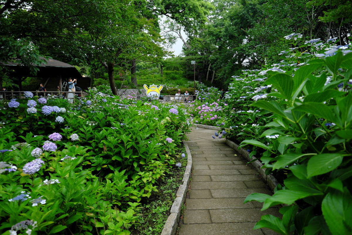 f:id:fudsuki:20190623173812j:plain