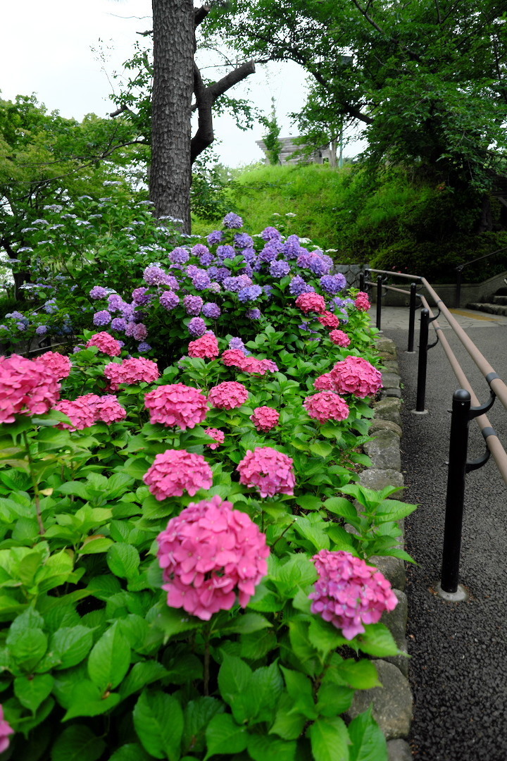 f:id:fudsuki:20190623174516j:plain