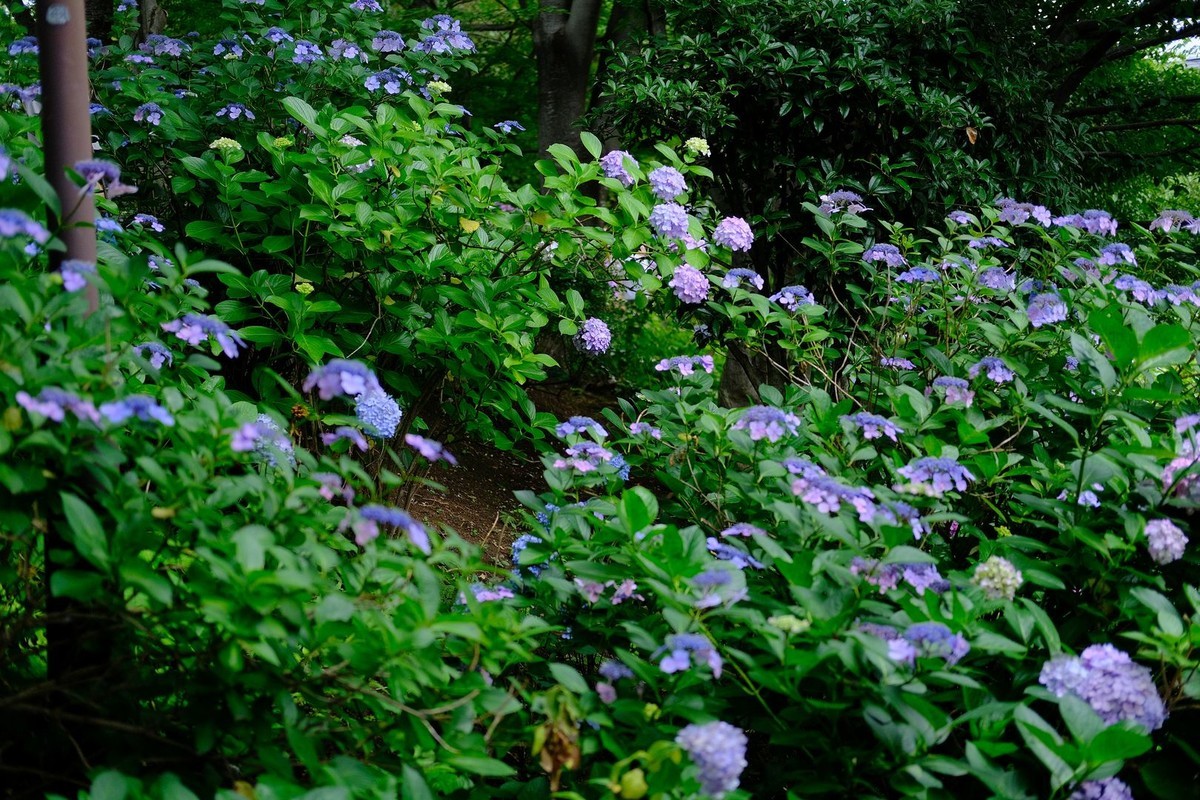 f:id:fudsuki:20190623175945j:plain