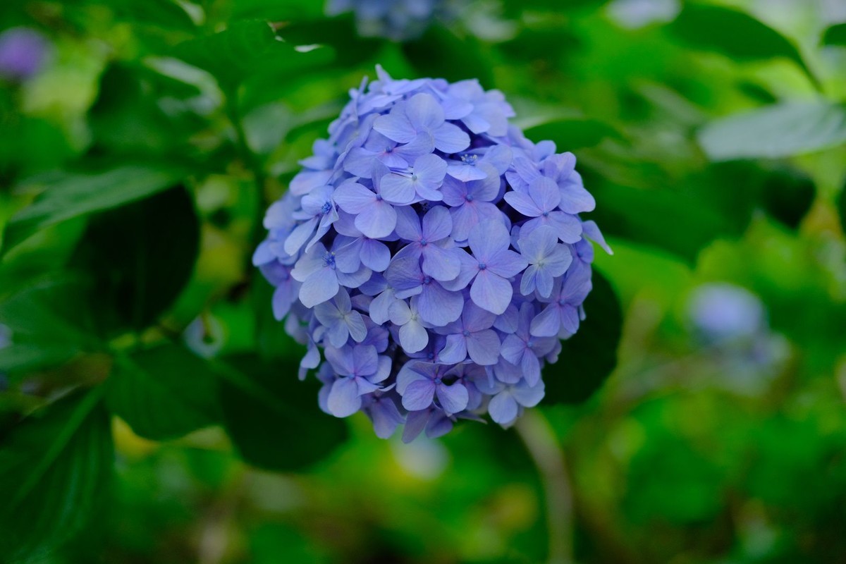 f:id:fudsuki:20190623180246j:plain