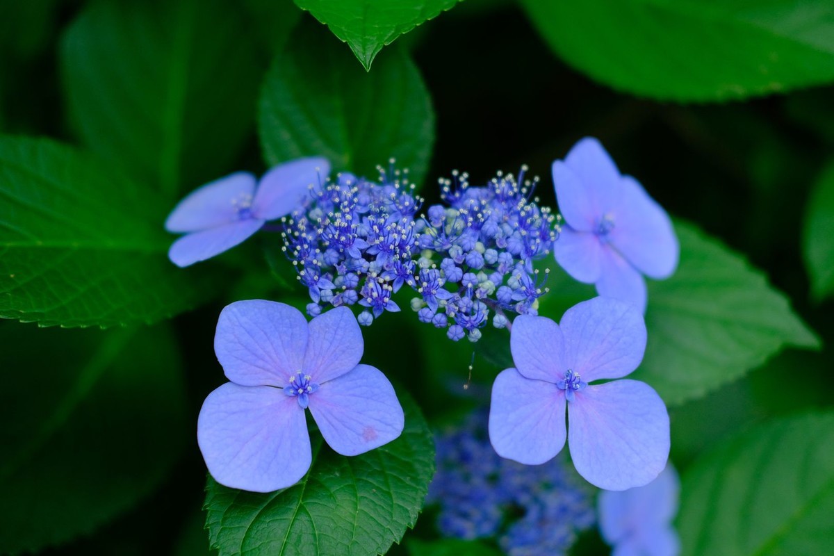 f:id:fudsuki:20190623180351j:plain