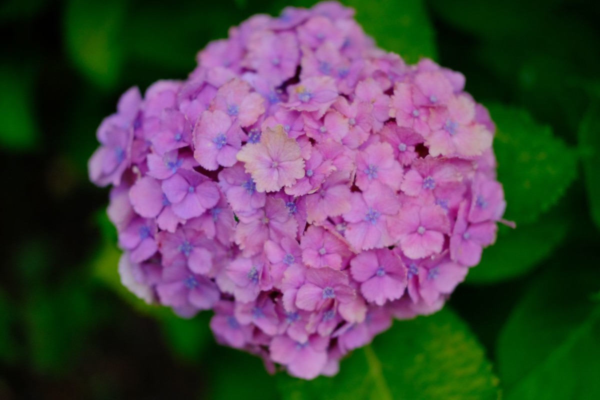 f:id:fudsuki:20190623180518j:plain