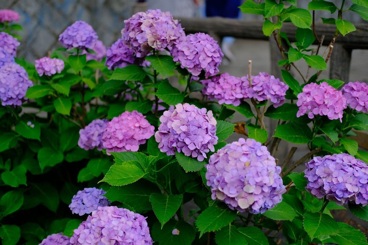 f:id:fudsuki:20190623180651j:plain