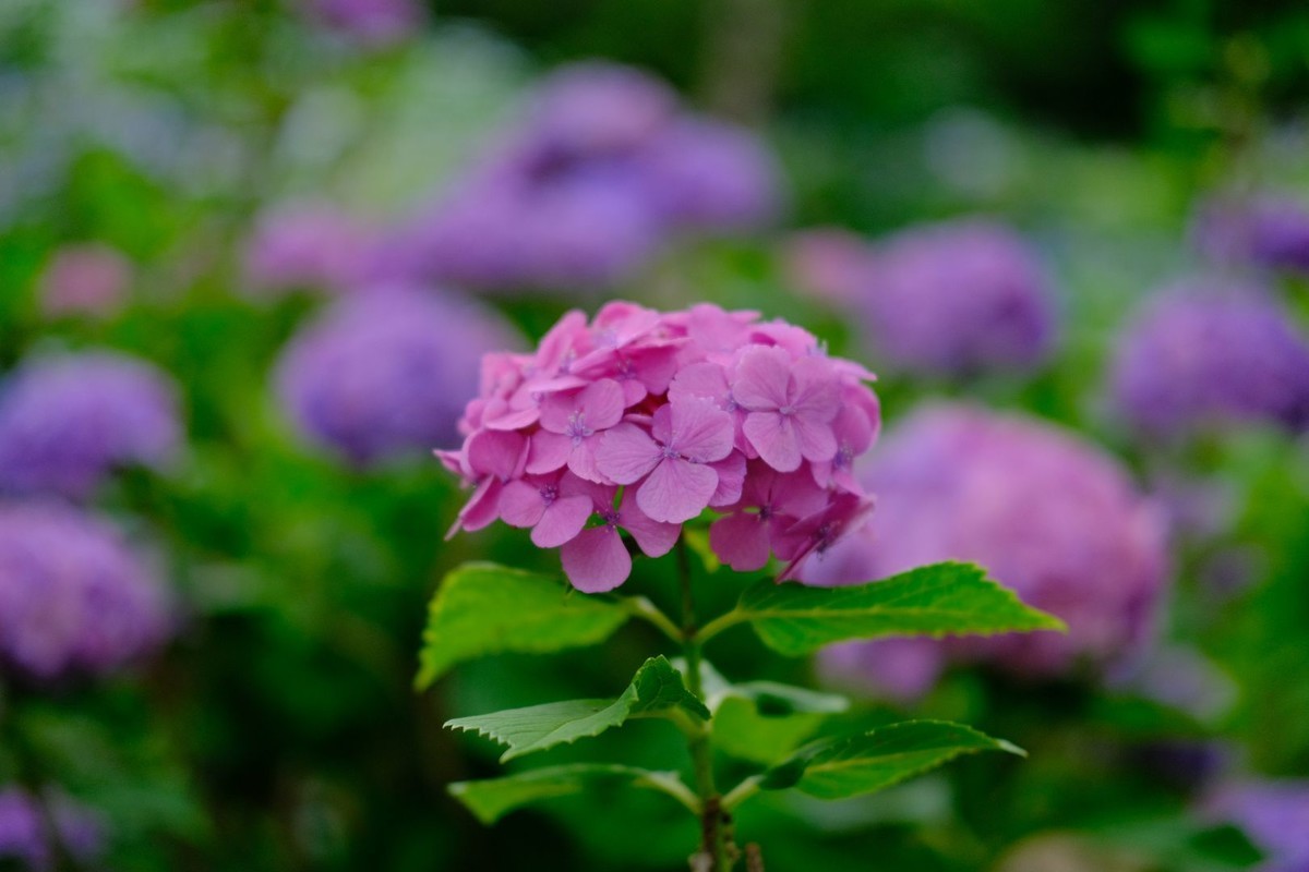 f:id:fudsuki:20190623180823j:plain