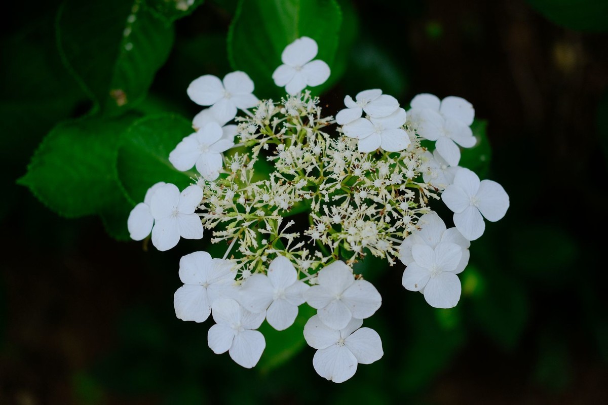 f:id:fudsuki:20190623180948j:plain