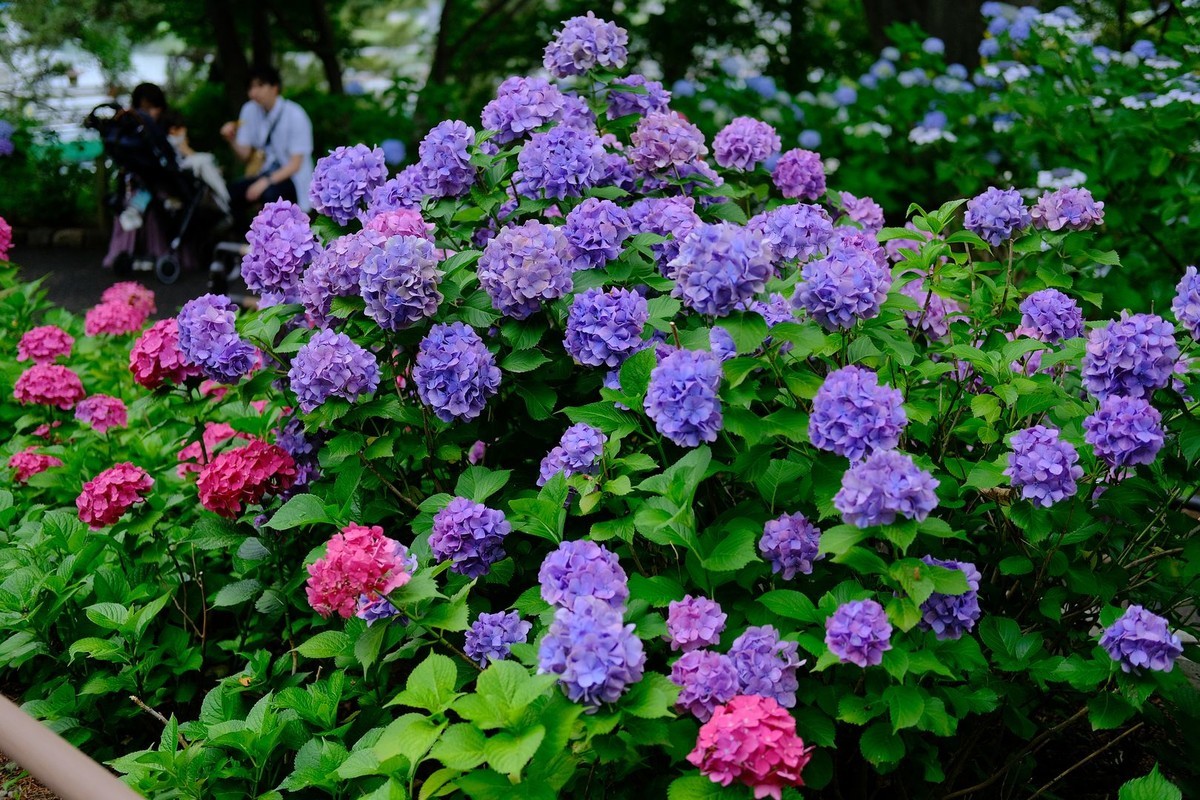 f:id:fudsuki:20190623181125j:plain