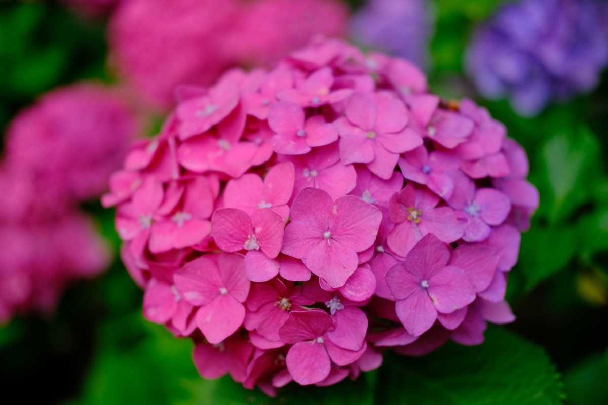 f:id:fudsuki:20190623181245j:plain