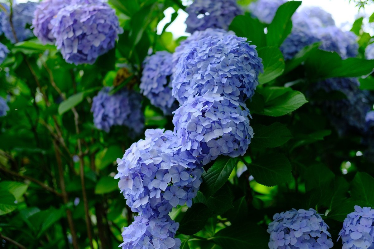 f:id:fudsuki:20190623181554j:plain