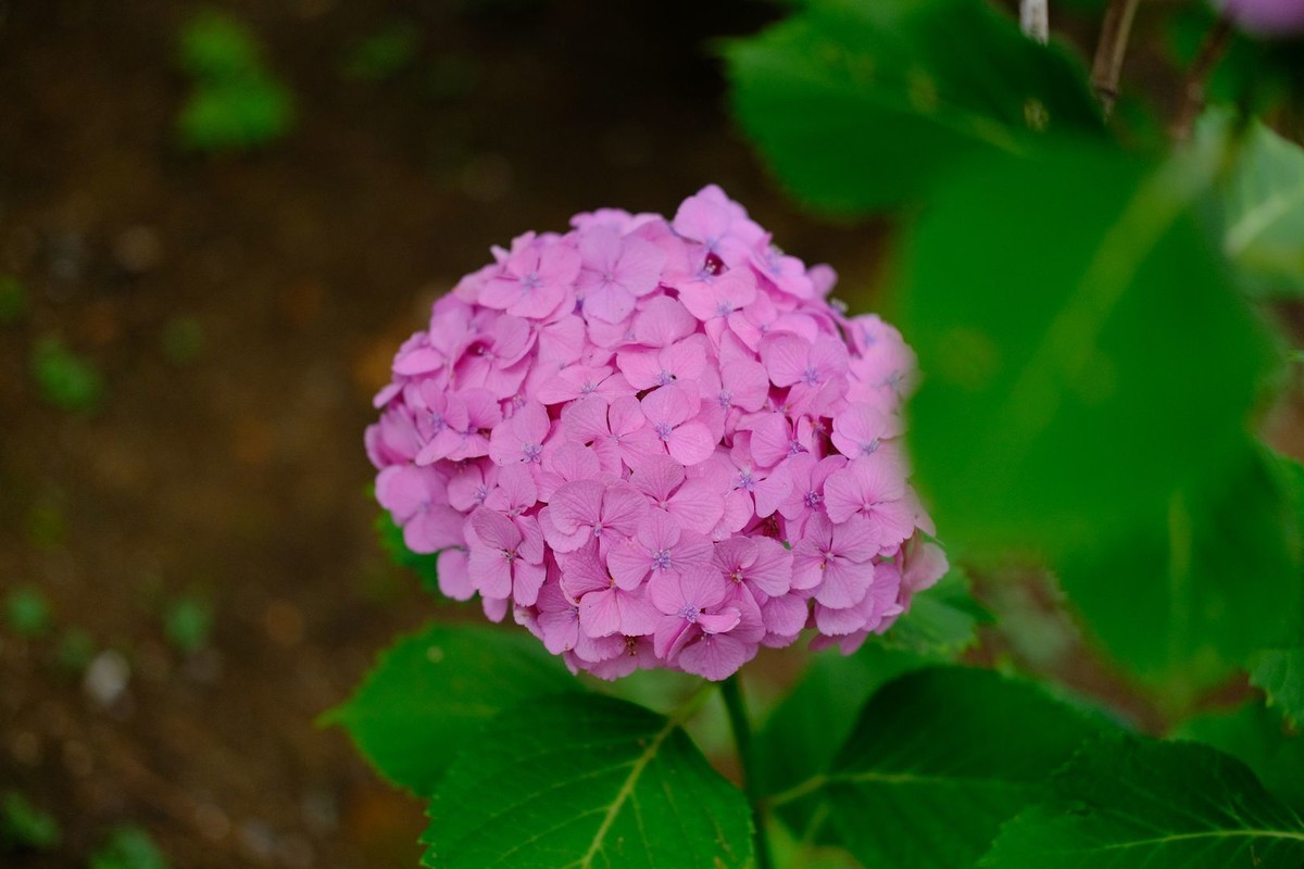 f:id:fudsuki:20190623181741j:plain