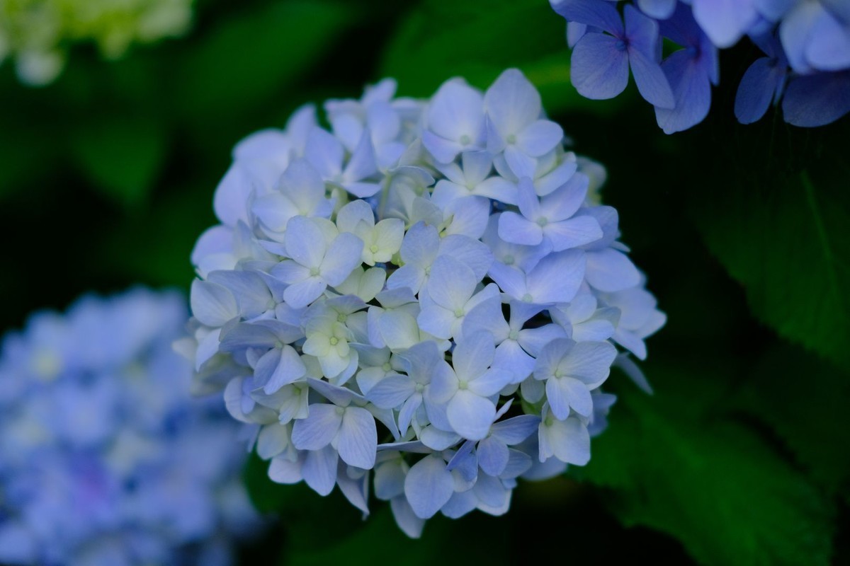 f:id:fudsuki:20190623182055j:plain