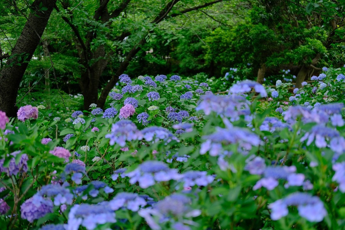 f:id:fudsuki:20190623182250j:plain