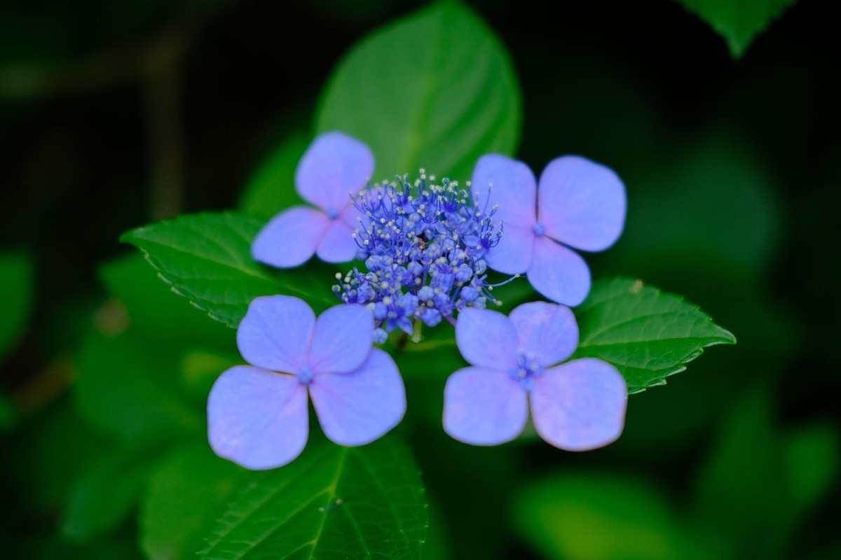 f:id:fudsuki:20190623182628j:plain