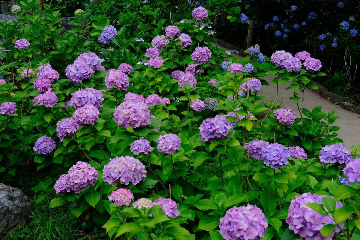 f:id:fudsuki:20190623182828j:plain