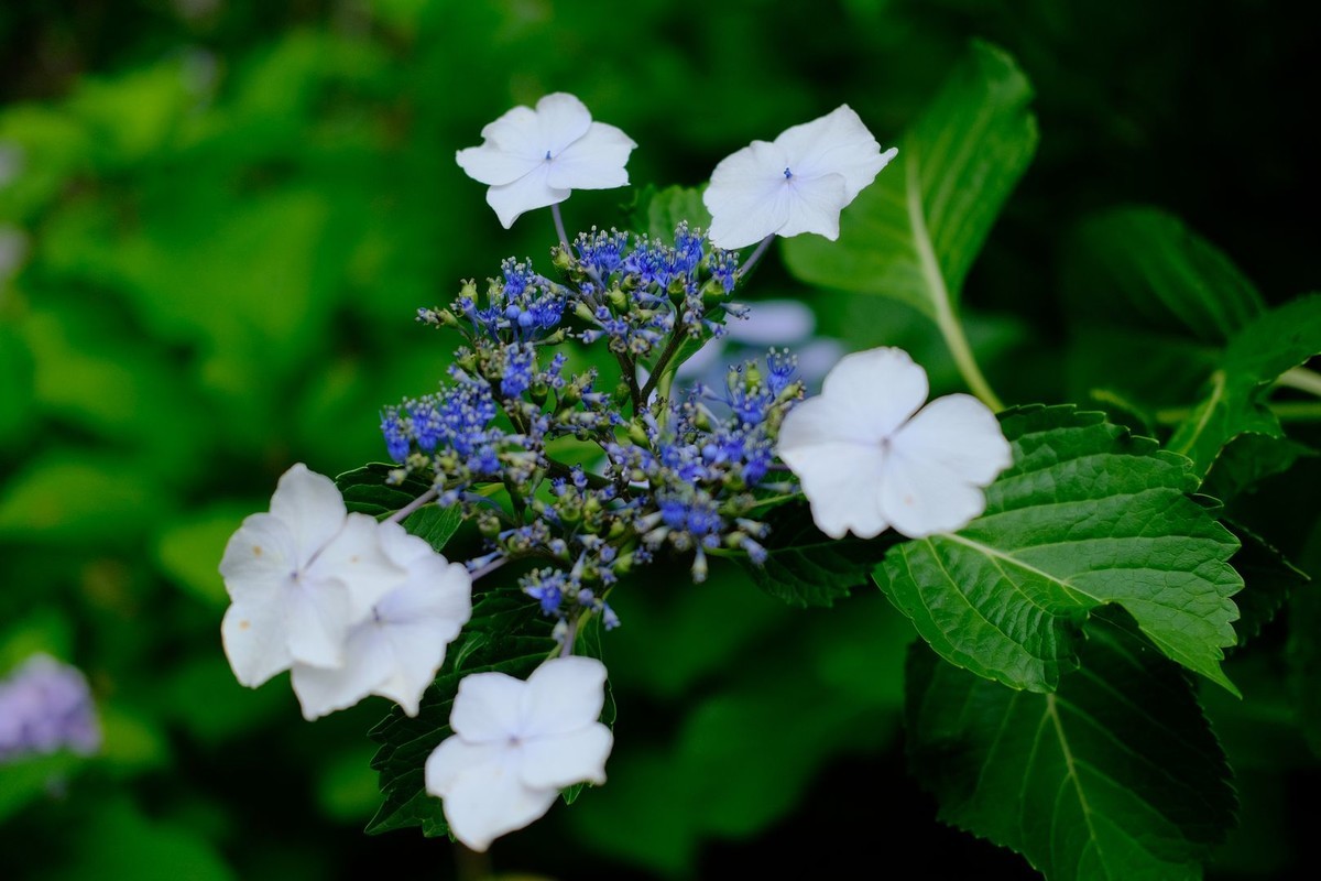 f:id:fudsuki:20190623183001j:plain